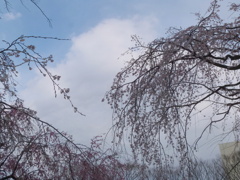 尾久の原公園のまだ咲かない枝垂桜と大きな積雲