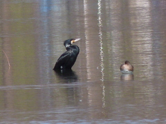 舎人公園の沼にカワウが