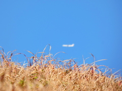 荒川土手上の青い空にJAL機