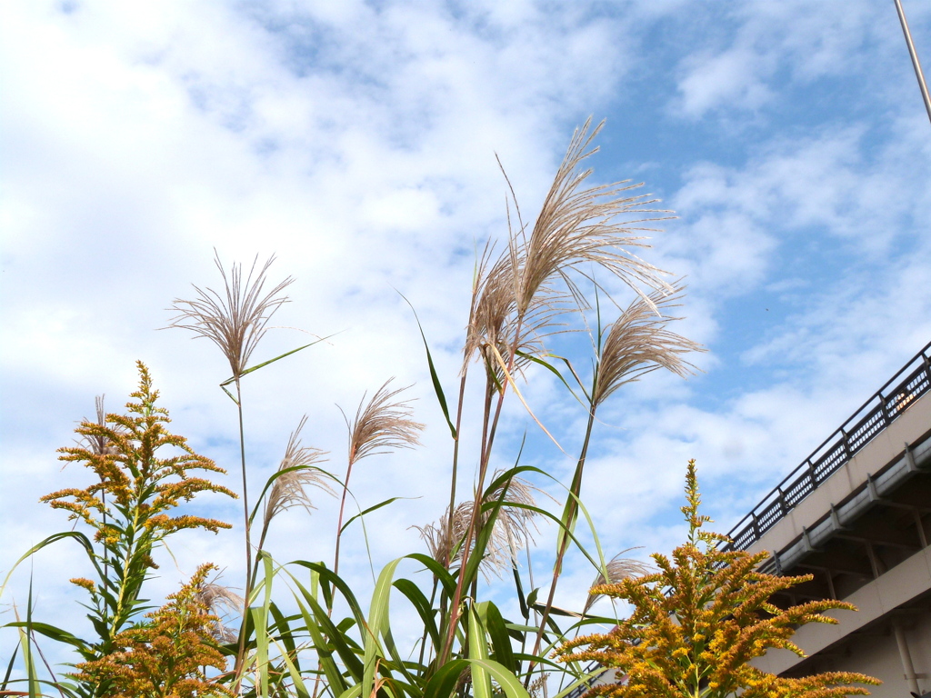 高速高架上の秋の空