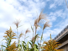 高速高架上の秋の空