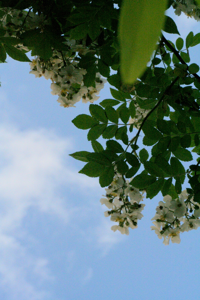 野薔薇と青空