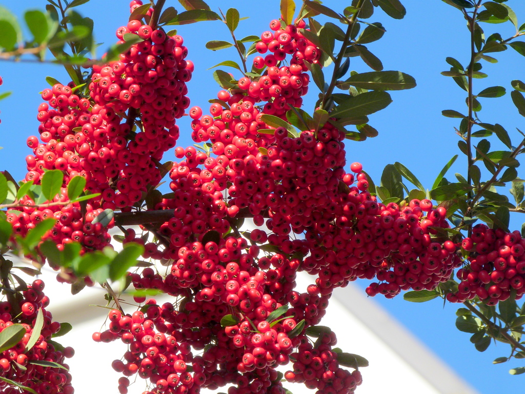 ピラカンサ・ローズテール