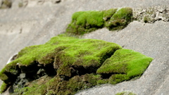 土手の斜面に強かに生きる