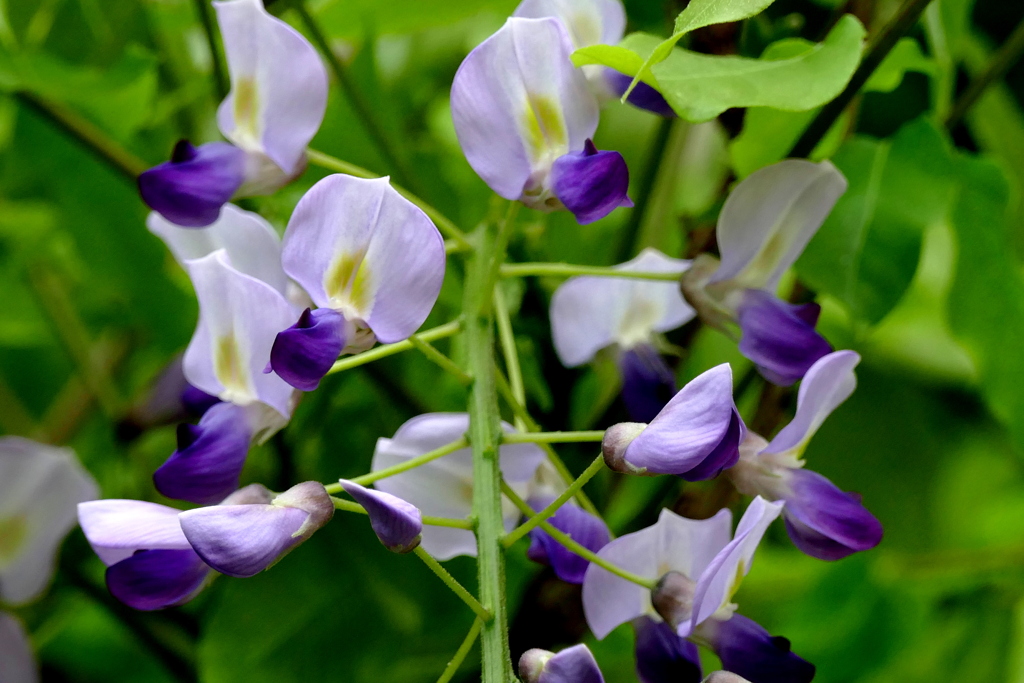 挿し木で復活した野田藤
