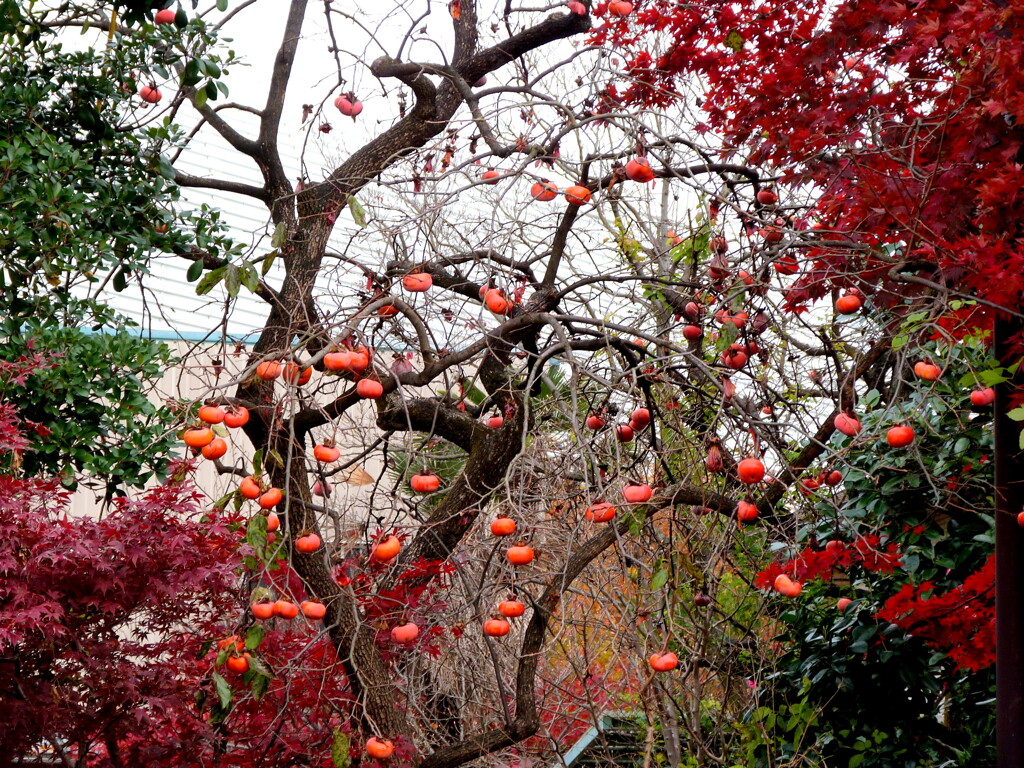 安行街道沿いの安行植木農家の柿