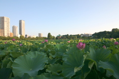 早朝の上の池の端