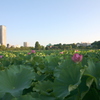 早朝の上の池の端