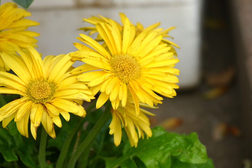 シャクナゲの間のアクセント真っ黄色のガーベラ