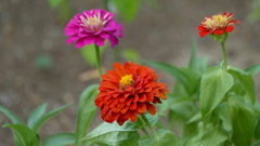 公園の花壇で元気な百日草