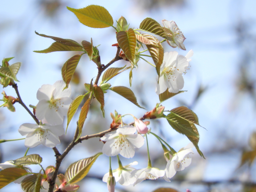 上野の山桜