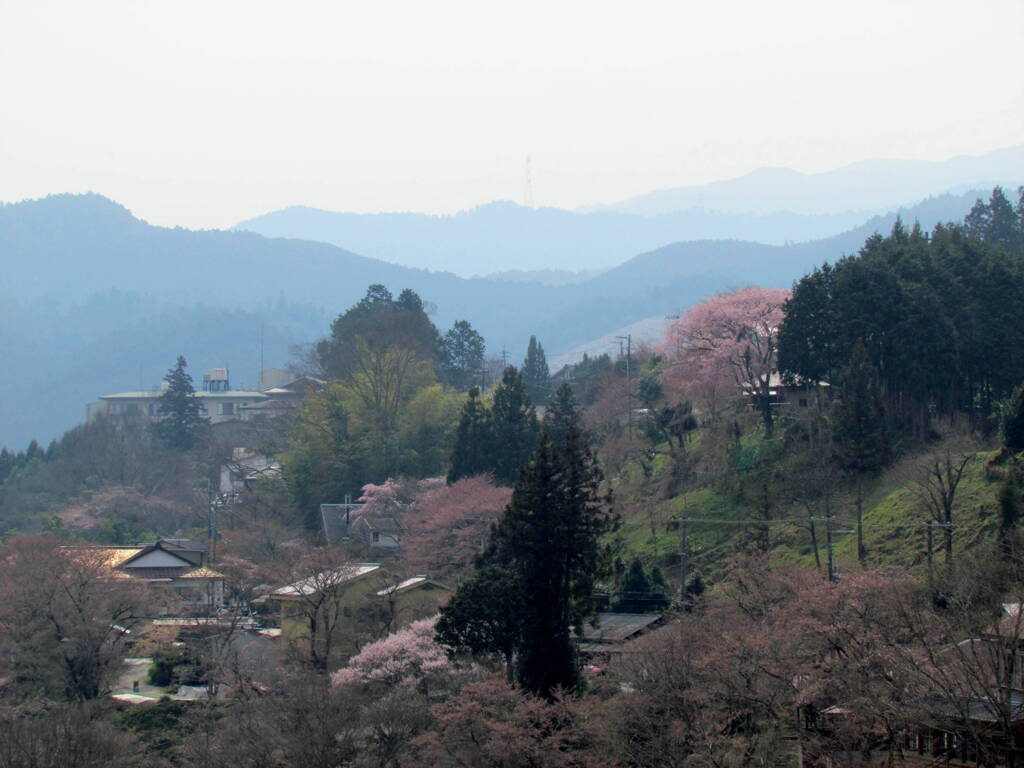 吉野山からの風景、まだ吉野の山桜は少し