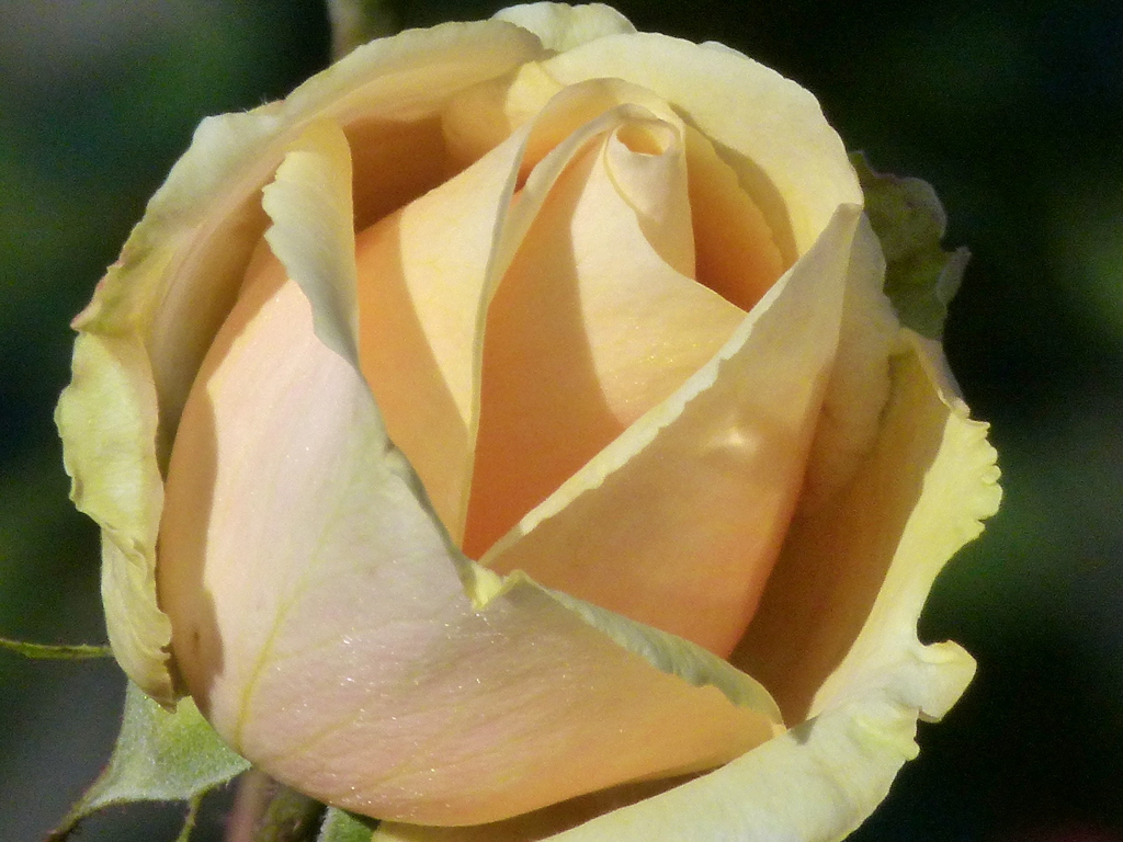 クリーム色の秋薔薇
