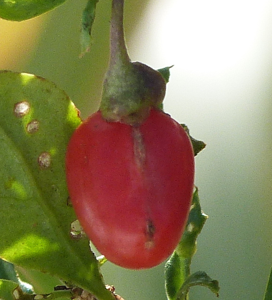 クコの実熟れすぎかな