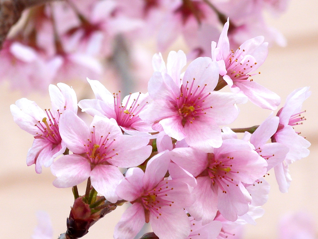 近所の切り花からの挿し木の啓翁桜