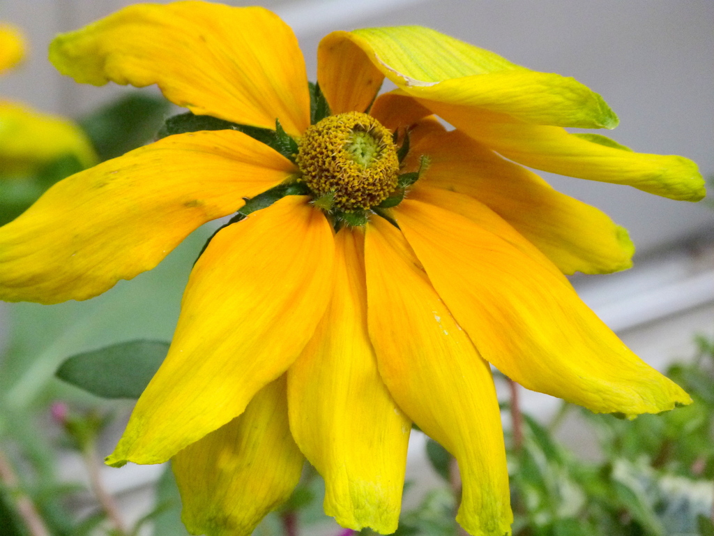 ルドベキア・プレーリーサン