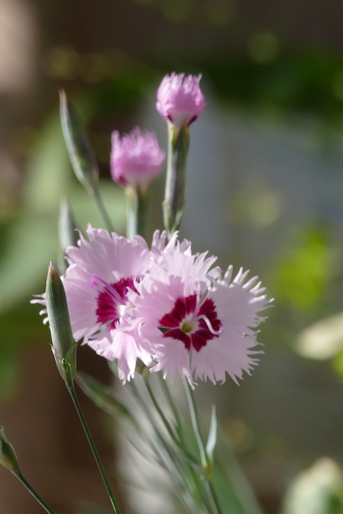 ダイアンサスナデシコ