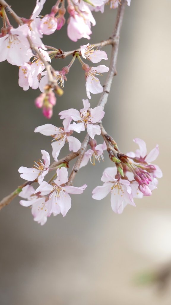 江戸彼岸系の紅枝垂桜
