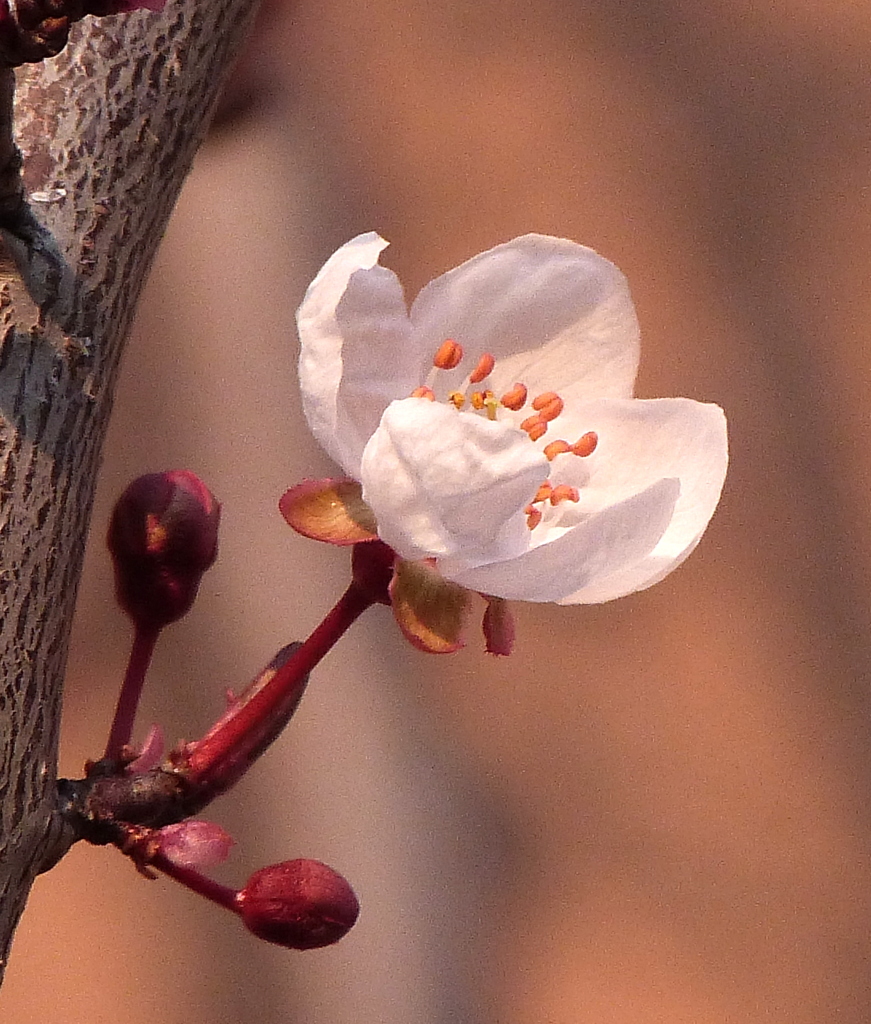 杏子の花