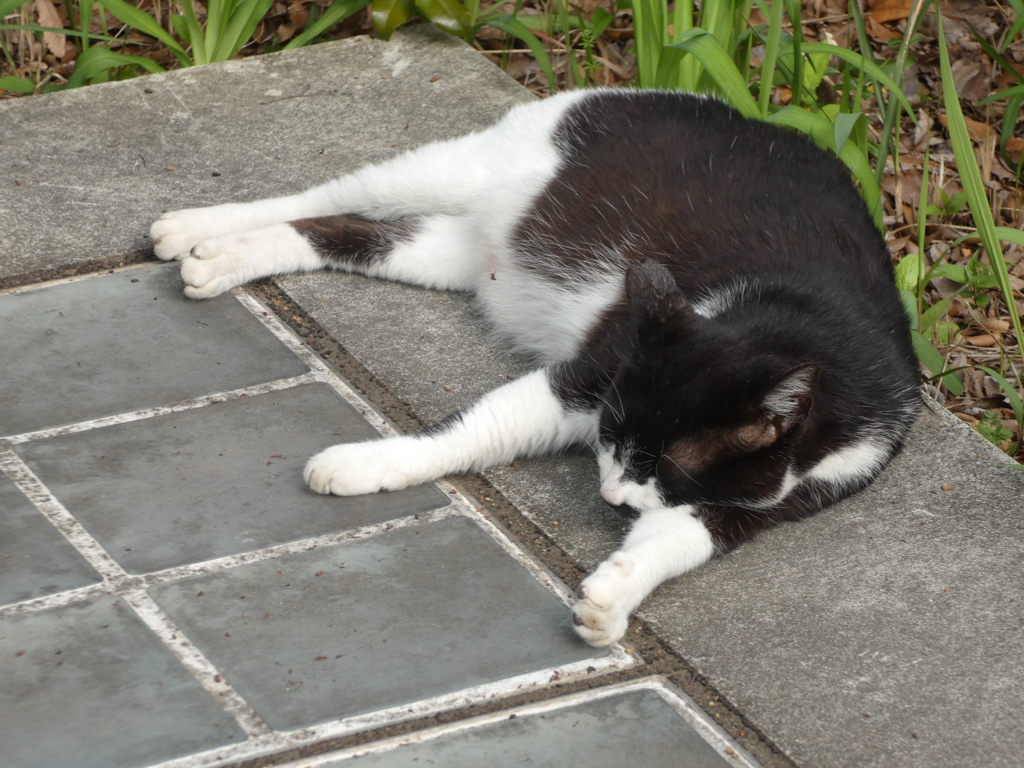 荒川自然公園にいた猫