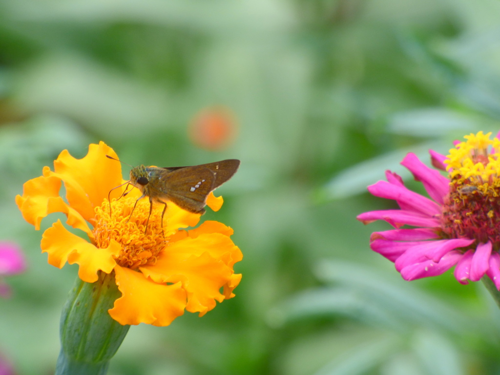マリーゴールドとイチモンジセセリ
