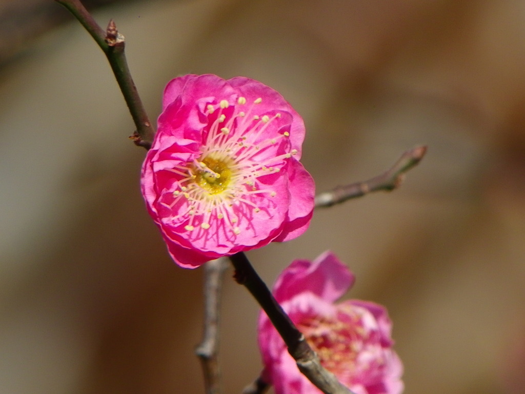 千住桜木になぜか一本だけあるかんざきの紅梅の木