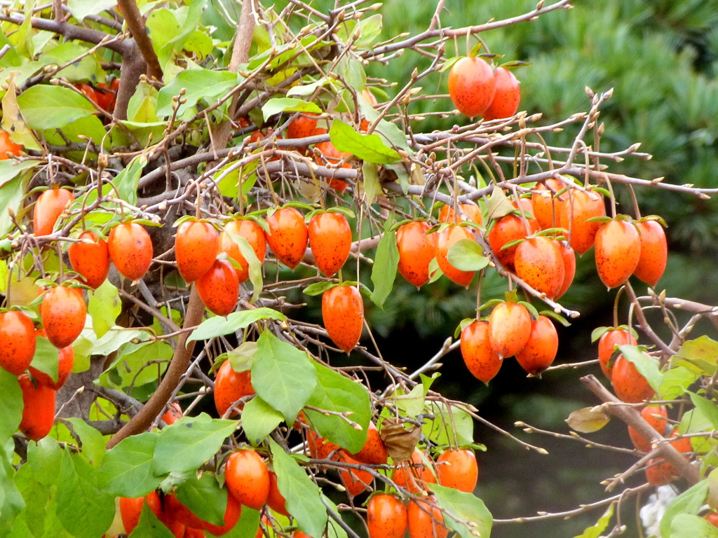 安行の珍宝柿かな老爺柿？