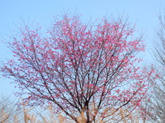 荒川河原のカンヒザクラ