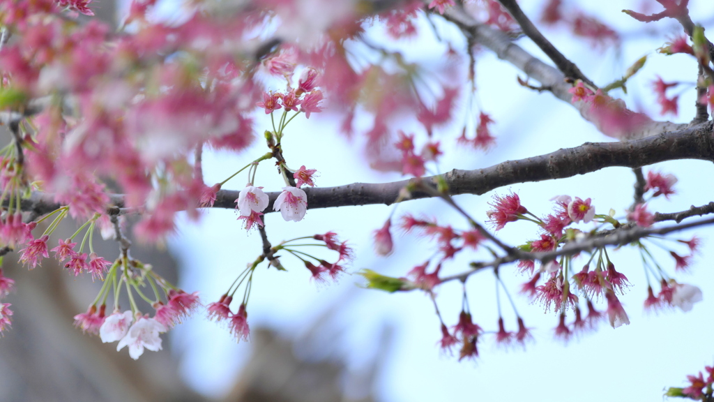 オオカンザクラの種類早生