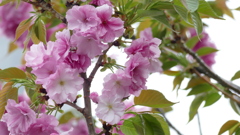 変わらぬ紅豊の花面