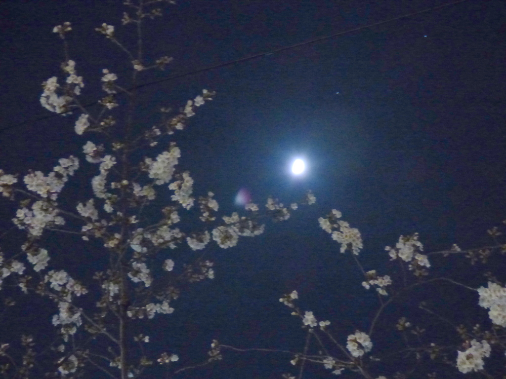 夜桜