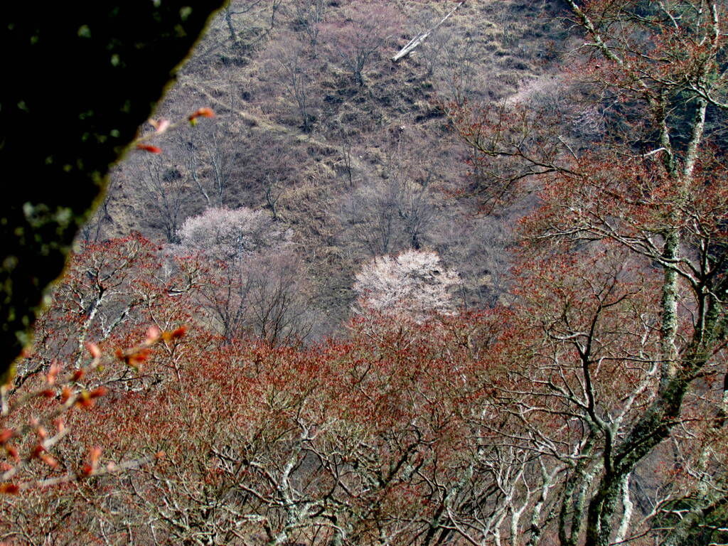 奈良吉野山の山桜