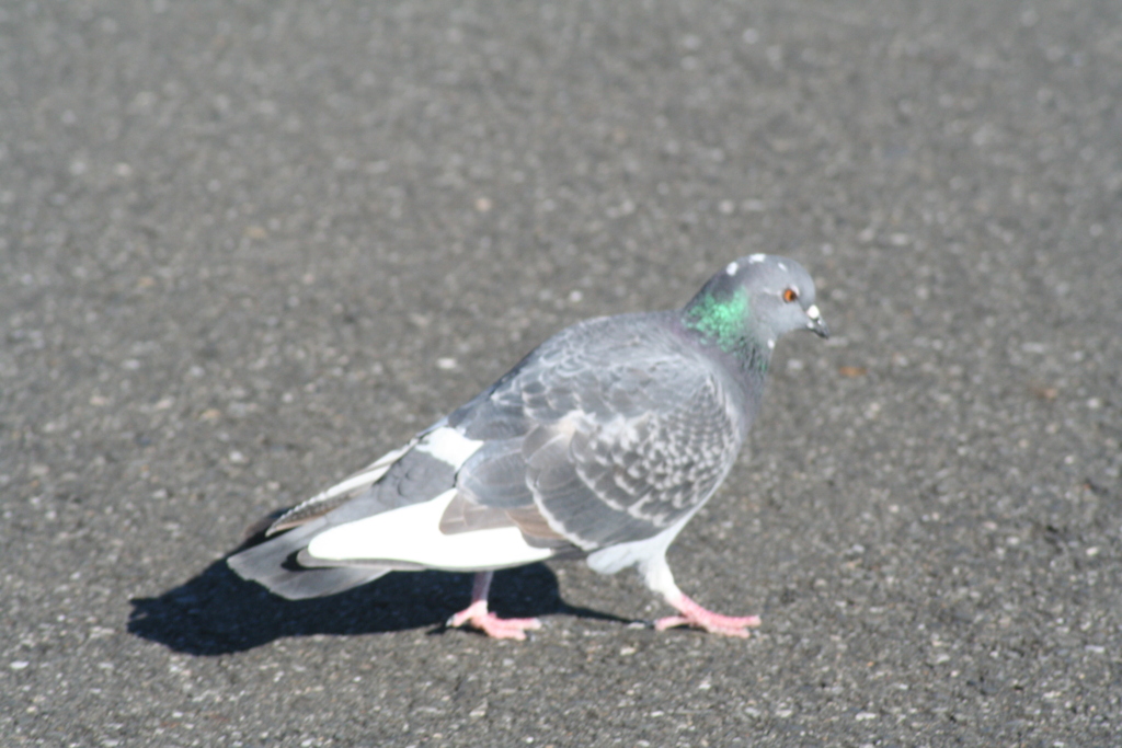 少し尾羽の白い鳩