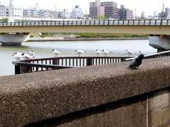 桜橋の前でグルーットね