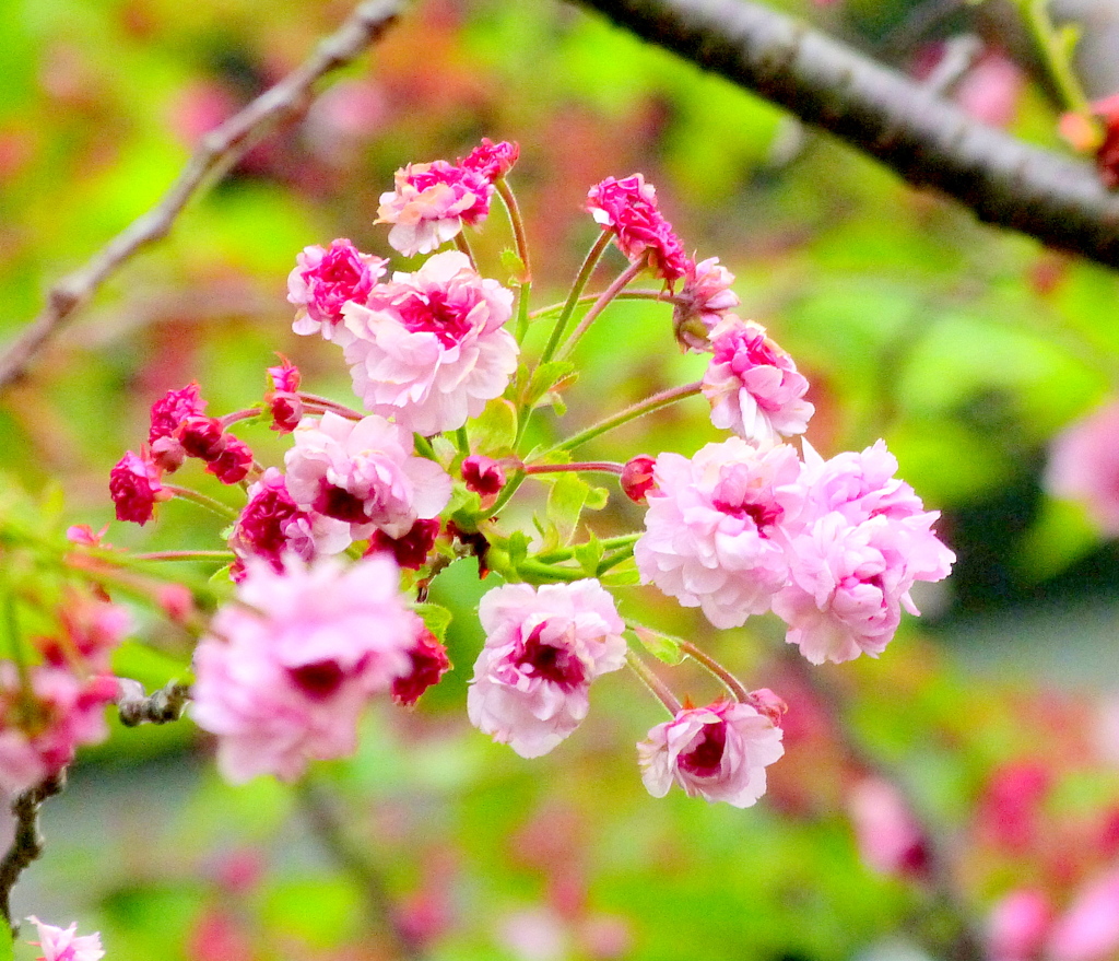 向島高速下のヒヨドリ桜