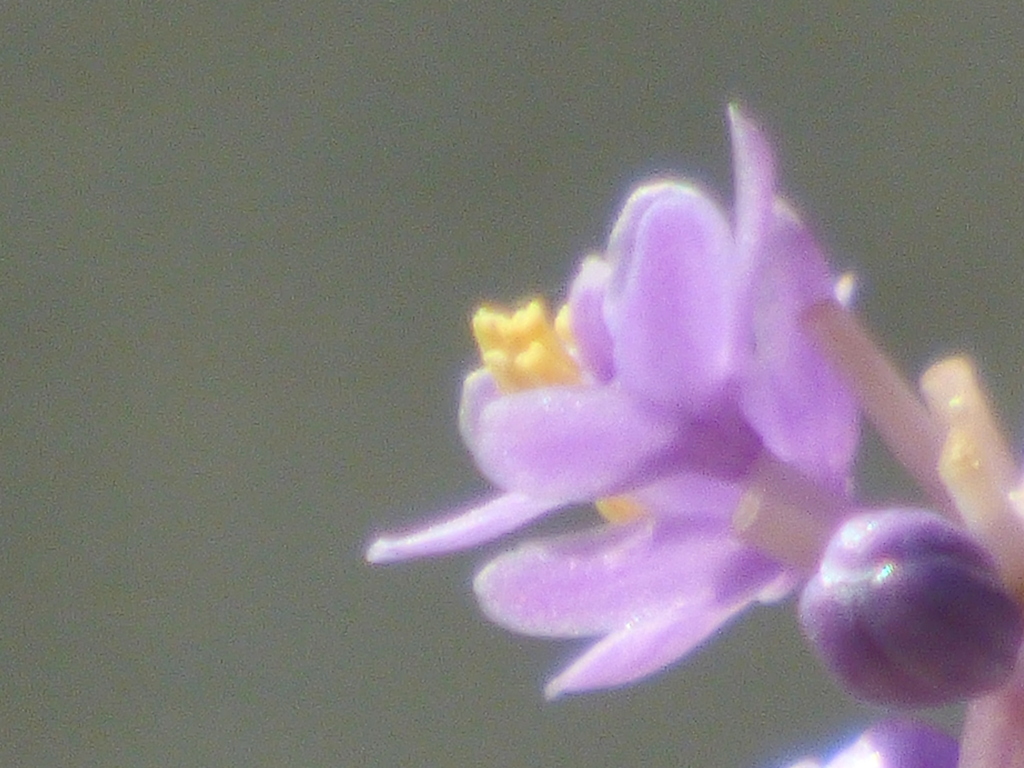 リリオペ（ヤブラン）