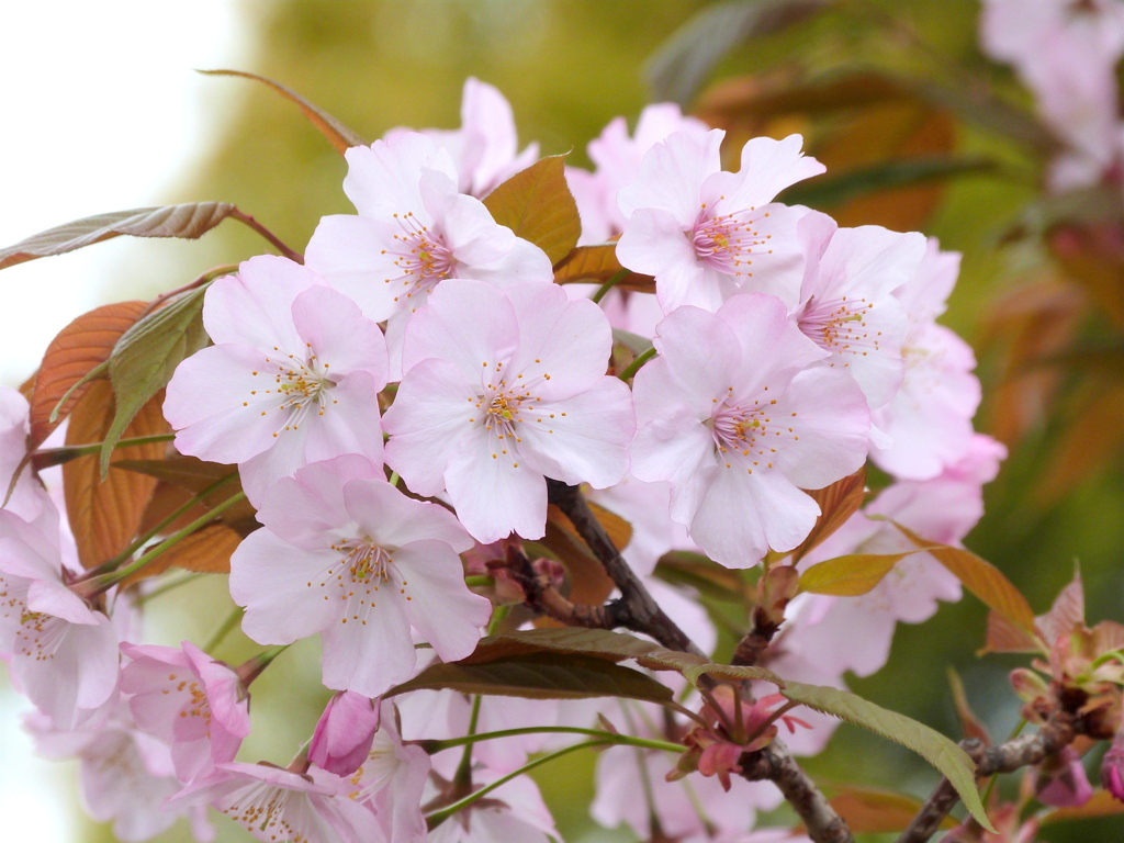 上野の八重のようで八重でない、満開の御車返しの桜
