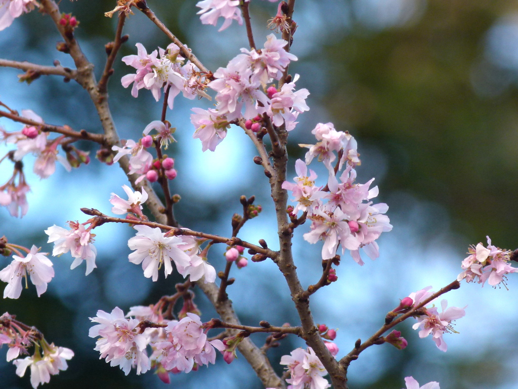 千住神社の十月桜
