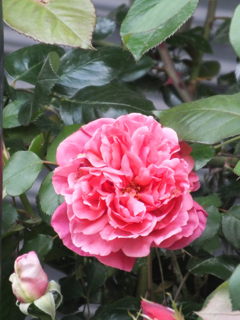 変わり咲きの赤いバラ