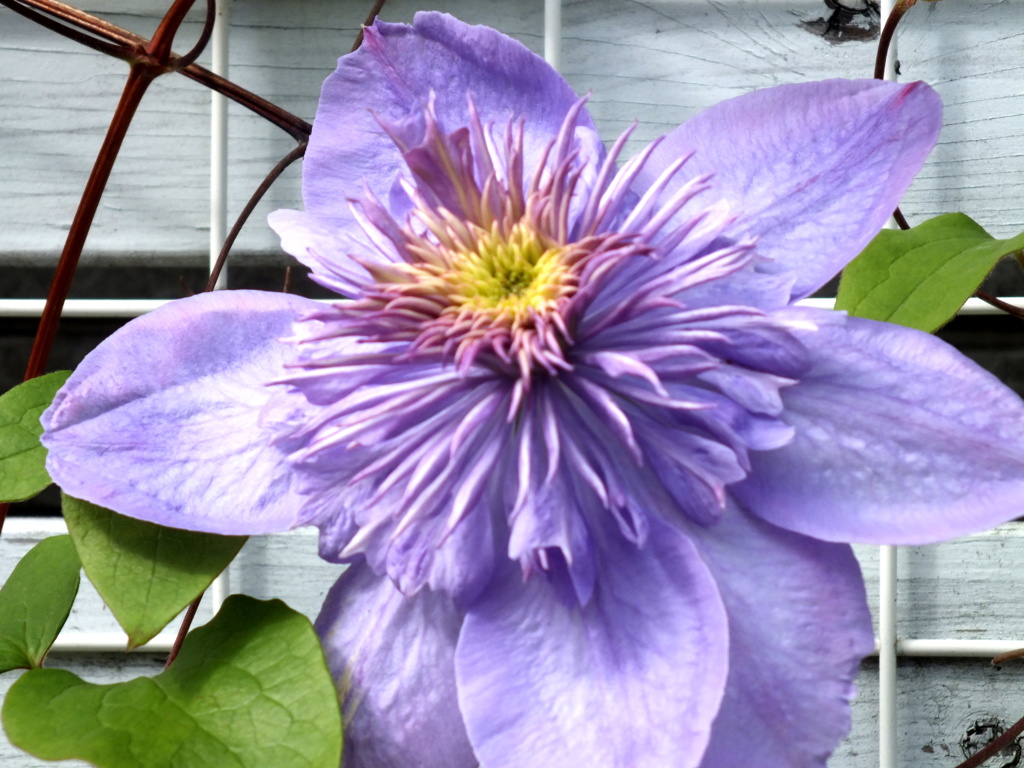 八重咲きクレマチスダブルの蕊