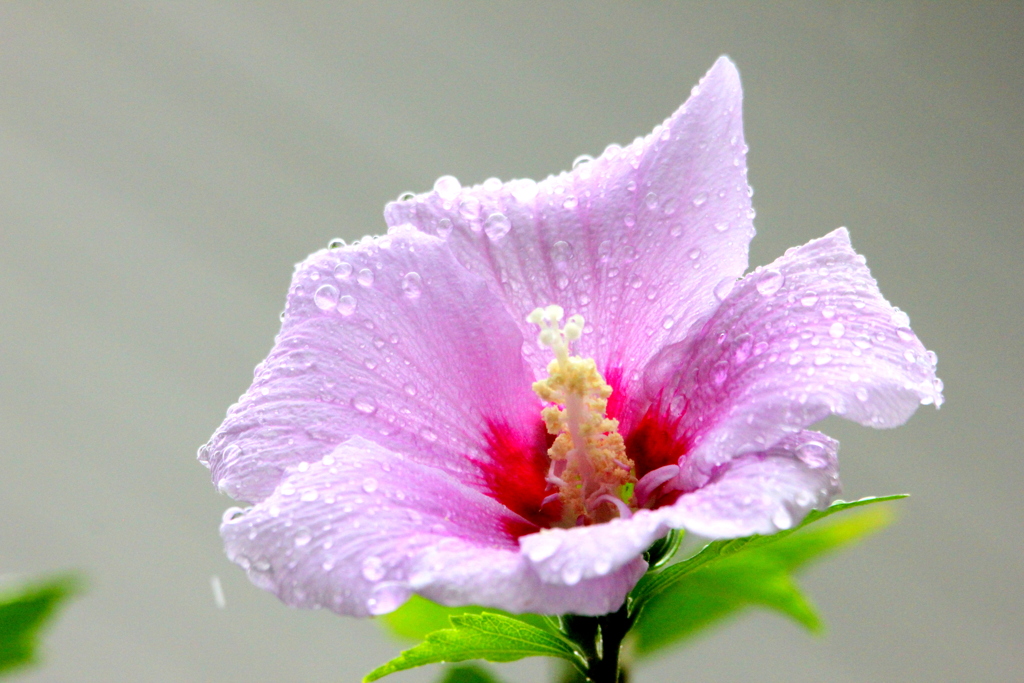 梅雨の雨に濡れたムクゲの花