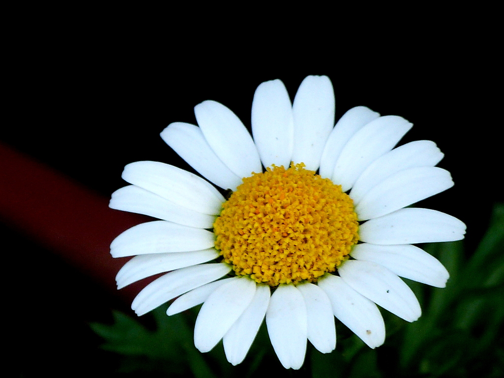 シャスタデージー