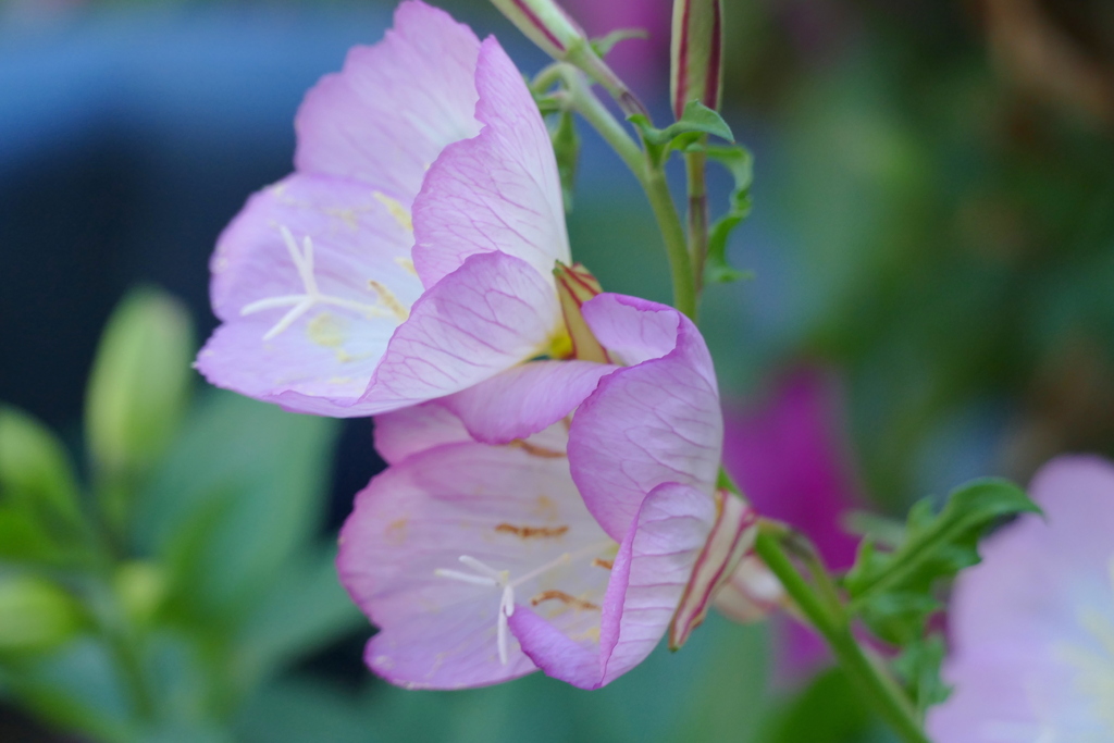 沿道の片隅からヒルザキツキミソウ