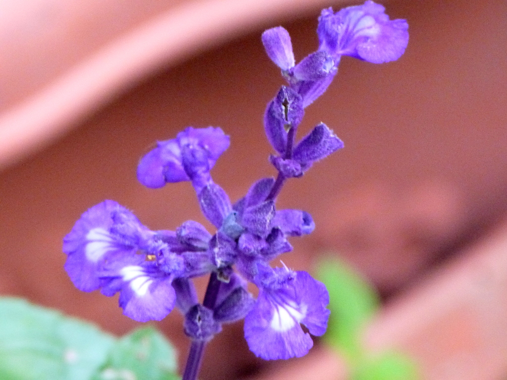 サルビア・ファリナセア