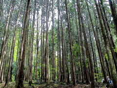 羊山公園の入口は、杉の森になっている
