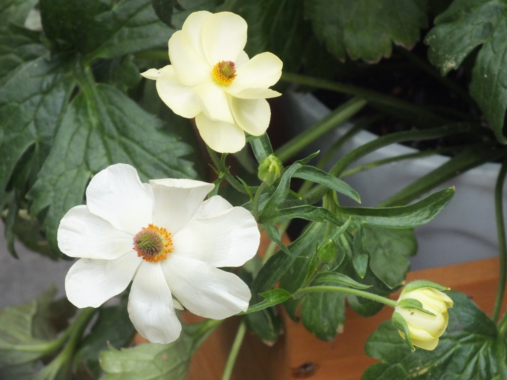 クリーム色のラナンキュラスラックス