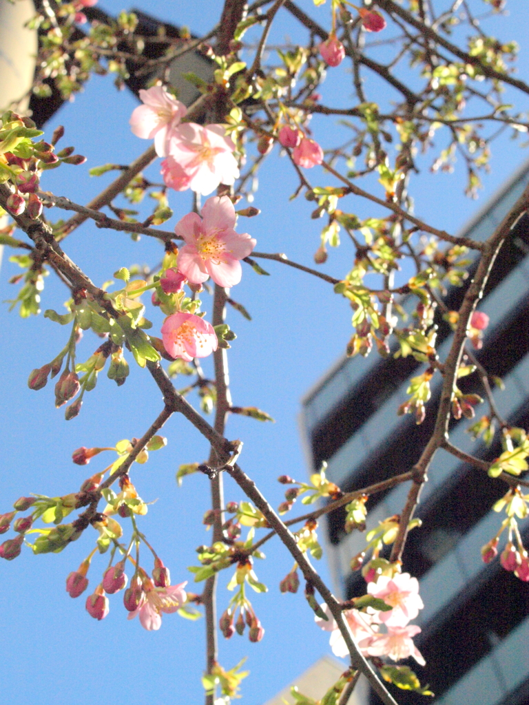 千住大踏切通りの河津桜