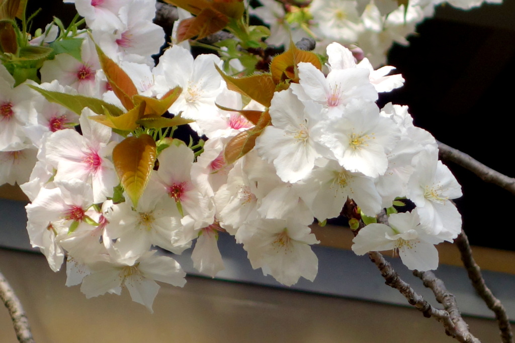 都市農業公園の荒川堤五色桜の太白
