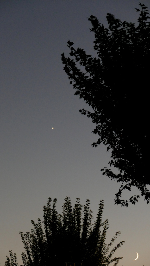 楓の間に金星と低い月