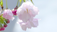 赤い蕾の目立つ里ザクラの福禄寿